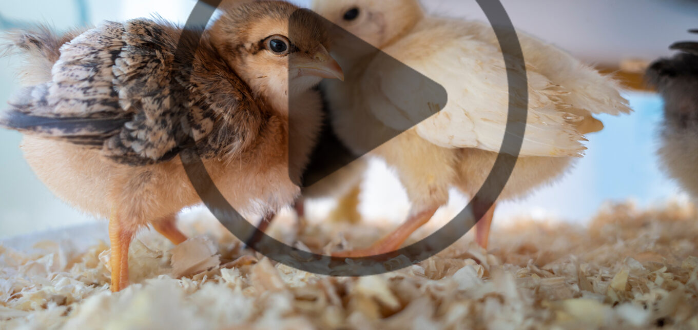 Ep. 181 How to Care for Baby Chicks in Summer or Fall – Mother Earth News - Vimarsana News